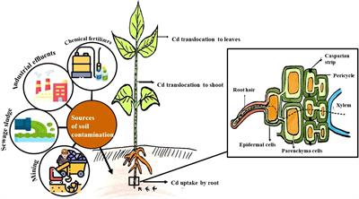 Cadmium toxicity in medicinal plants: An overview of the tolerance strategies, biotechnological and omics approaches to alleviate metal stress